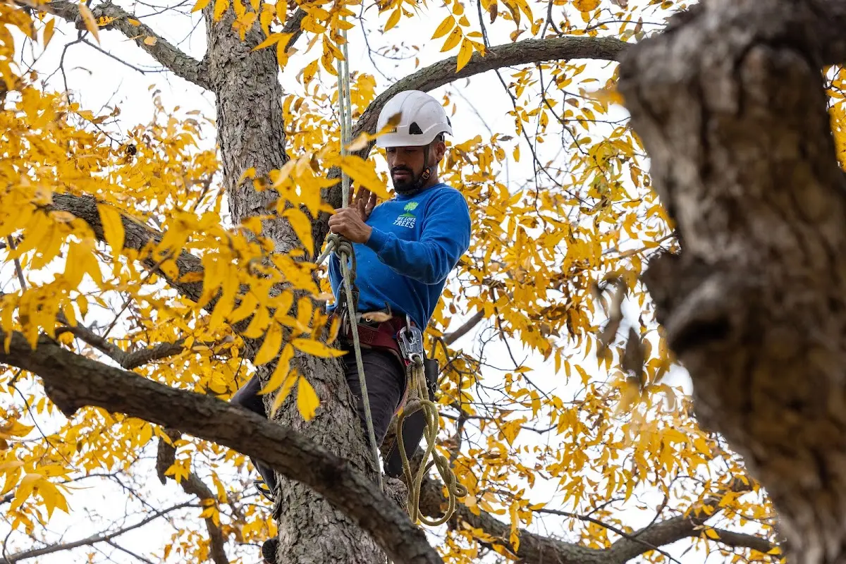 Skilled Tree Pruning crew working in Clinton